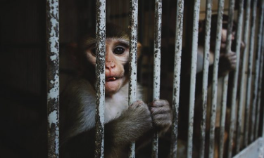 Animalisti scrivono al rettore dell'università di Torino: "Stop agli esperimenti sui macachi"