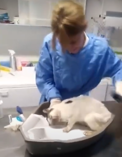 Gatto sottratto a una famiglia volpianese: Cookie, la forza della vita