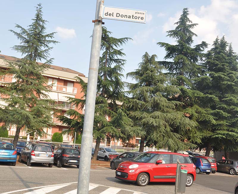 Abbattuti i pini: motivi di  sicurezza
