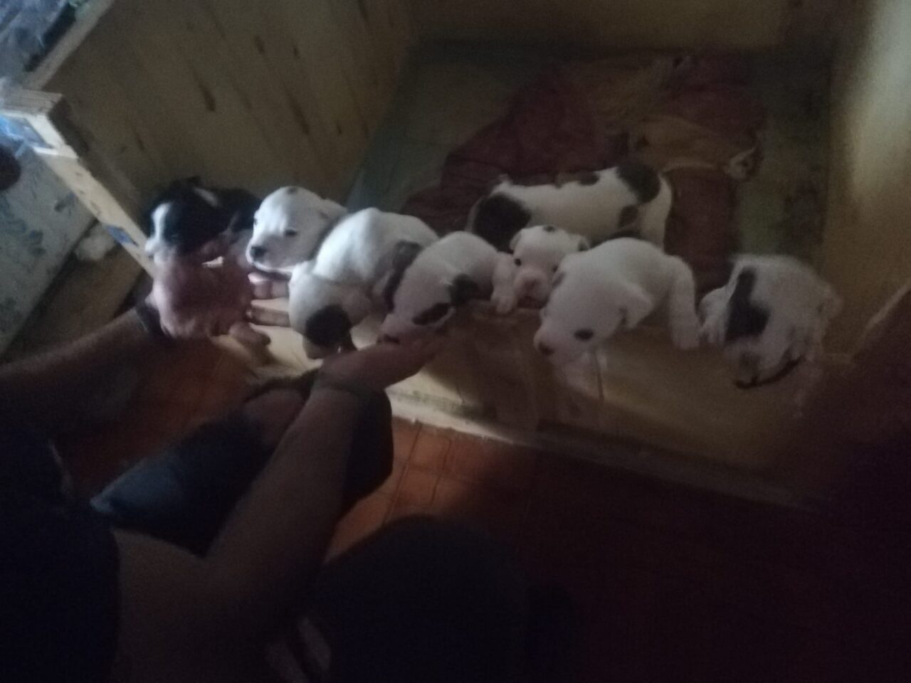 Tra feci e urina  11 cani nel degrado