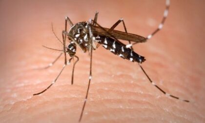Zanzare e malaria ci proteggono dal Covid?