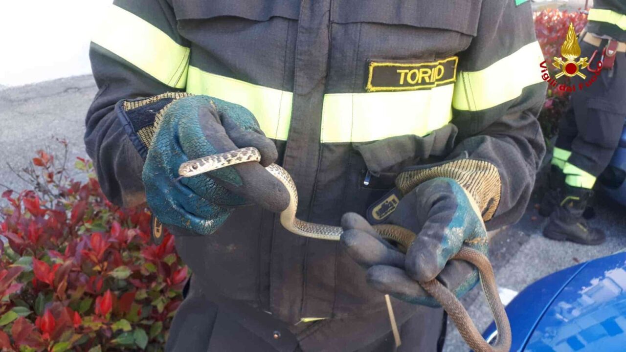 Serpente nel vano motore, a Vische intervengono i Vigili del fuoco