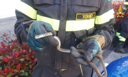 Serpente nel vano motore, a Vische intervengono i Vigili del fuoco