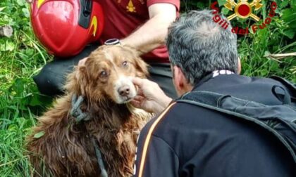 Cane cade in un canale e viene trascinato via dalla corrente, salvato dai Vigili del fuoco