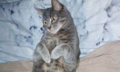 Da Lanzo la bella storia di Vasco, il simpatico gatto dal carattere un pò... difficile