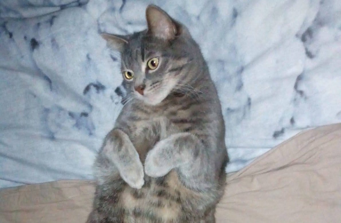 Da Lanzo la bella storia di Vasco, il simpatico gatto dal carattere un pò… difficile