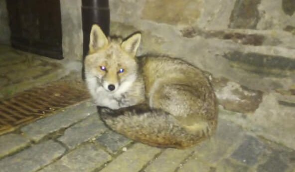 La volpe Gina è diventata la mascotte di Ingria