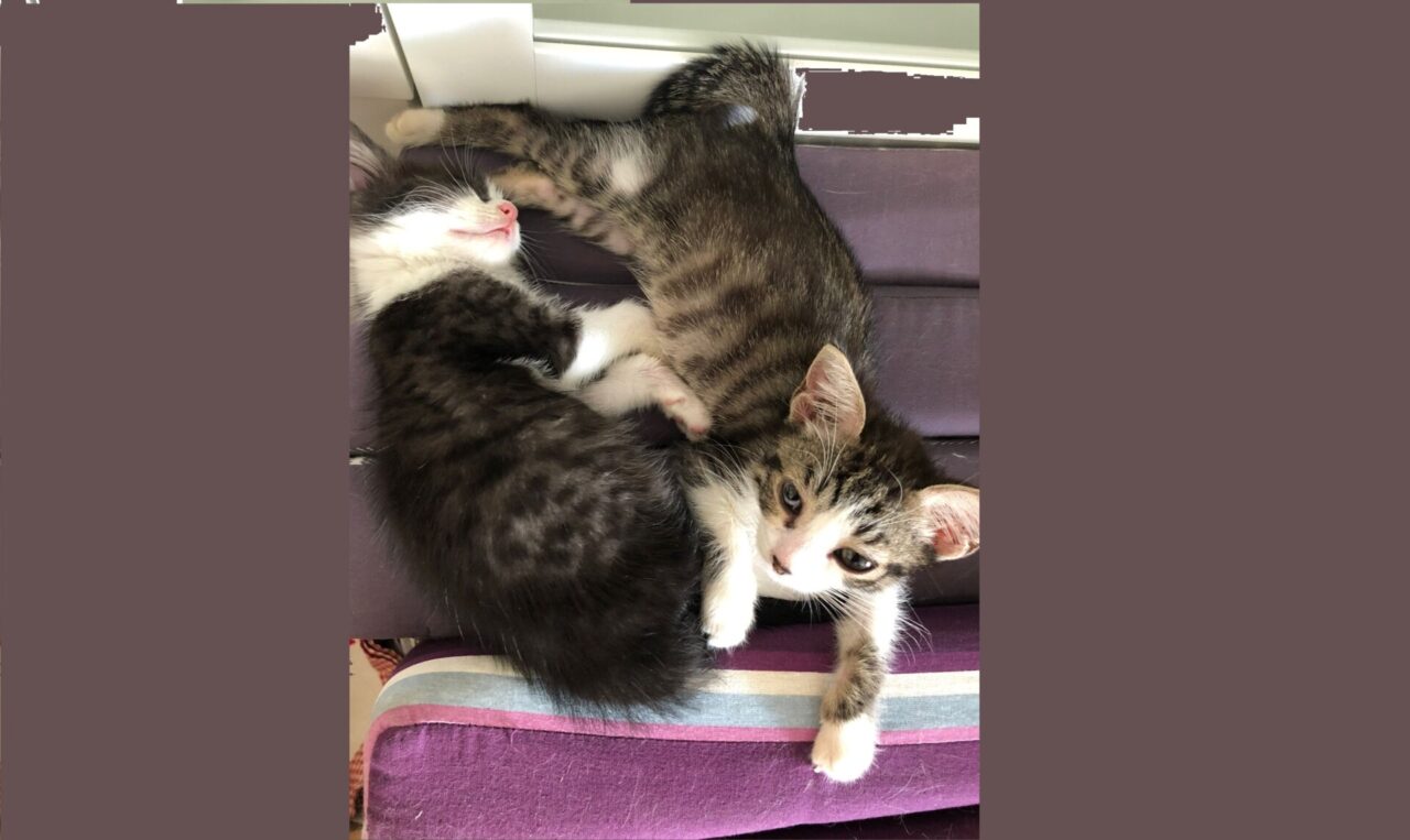 Gattini gettati via, uno trovato nel bidone dell’umido a Ivrea