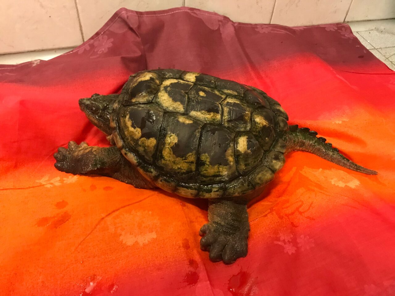 Tartaruga azzannatrice consegnata ai veterinari del CANC