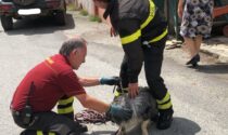 Cane cade in un canale, salvato dai Vigili del fuoco di Mathi