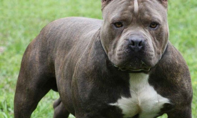 Pitbull dell’unità cinofila stacca a morsi un piede ad un agente penitenziario