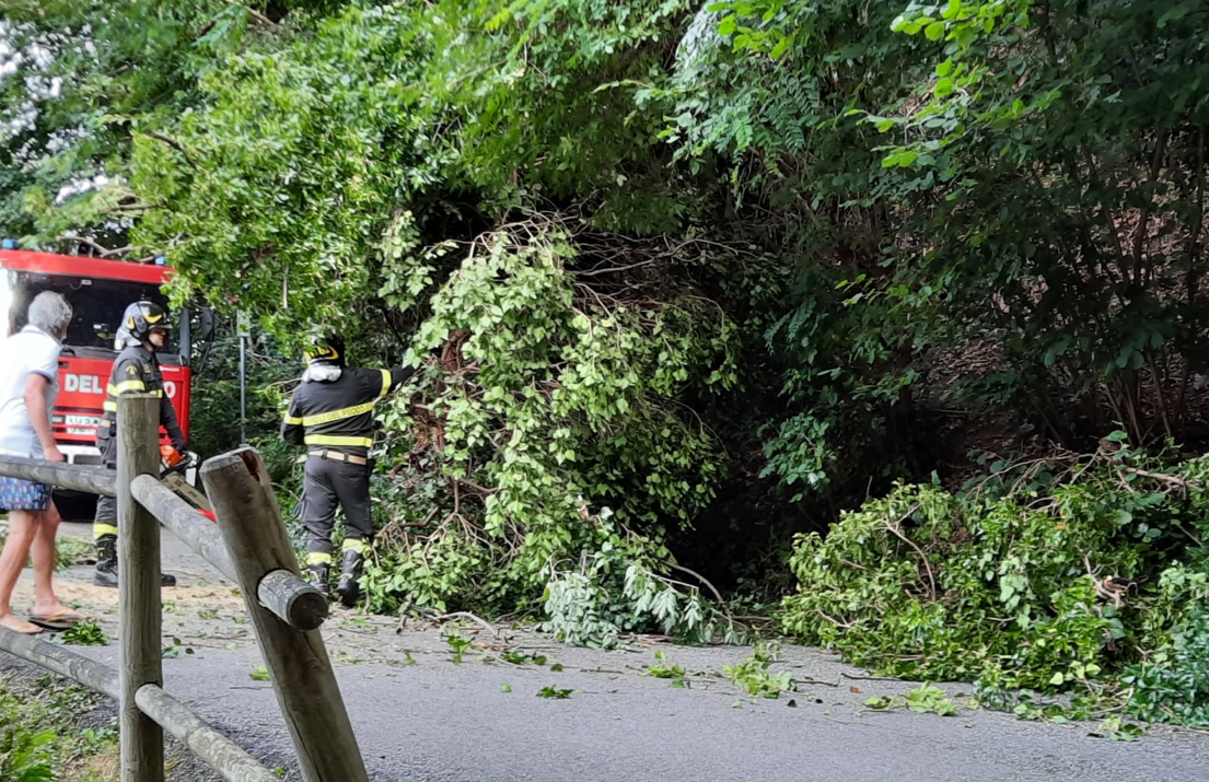 Crolla un grosso albero sulla strada vicinale della Turca