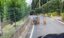 Cinghiali per le strade di Ivrea... di nuovo