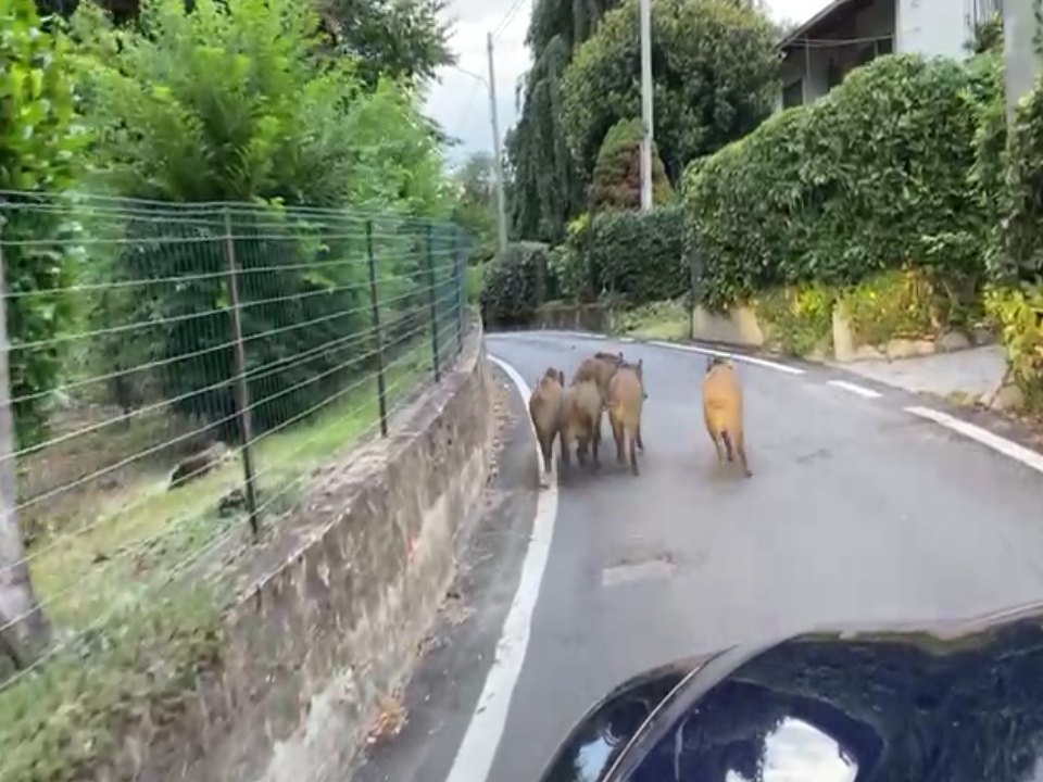 Cinghiali per le strade di Ivrea… di nuovo
