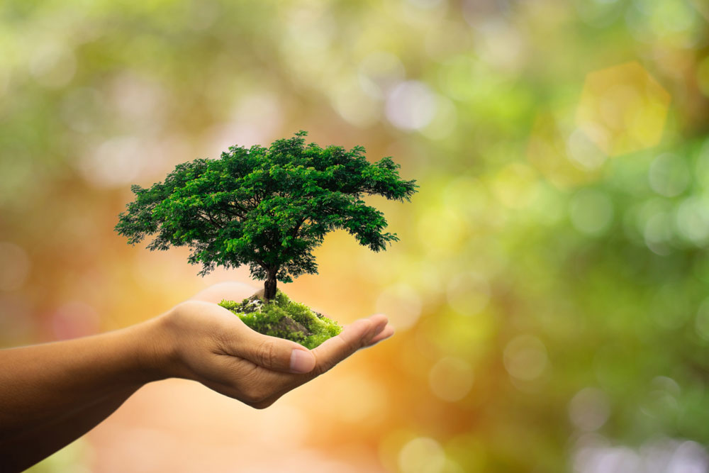 Mappano più verde: pianta 2.475 alberi