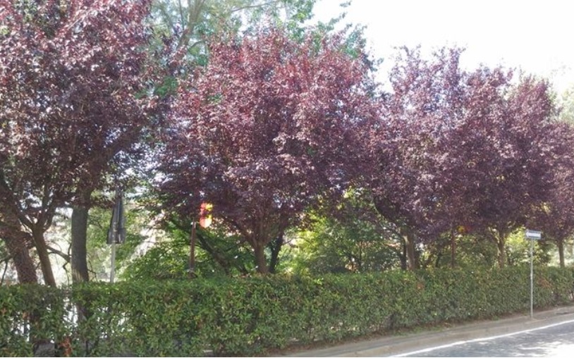 Donare un albero per la città e creazione mappa digitale