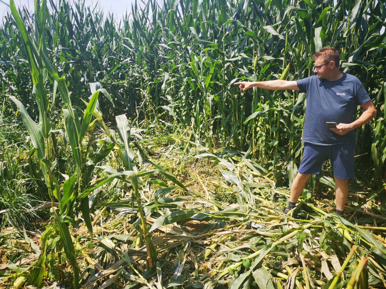 Agricoltori sul piede di guerra: i cinghiali distruggono altri raccolti