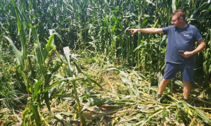 Agricoltori sul piede di guerra: i cinghiali distruggono altri raccolti