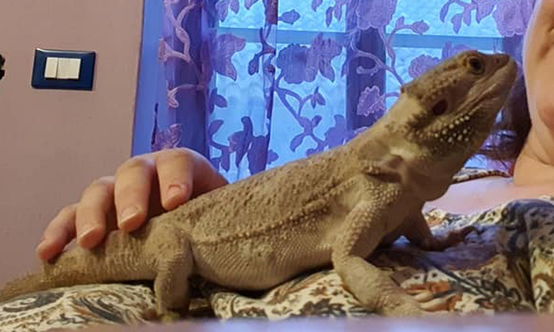Drago barbuto scappato di casa nel Biellese, l’appello dei padroni