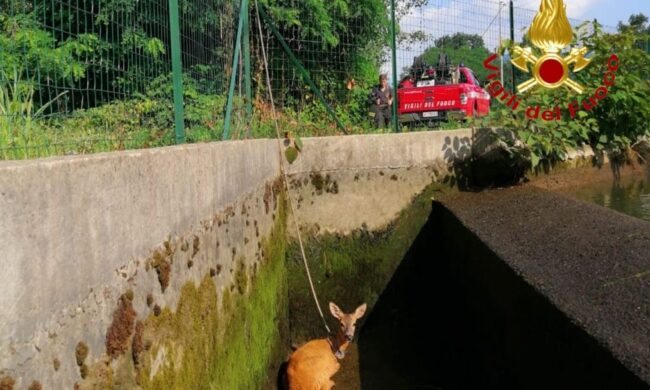 Capriolo caduto nel canale: i pompieri fanno deviare l’acqua per salvarlo