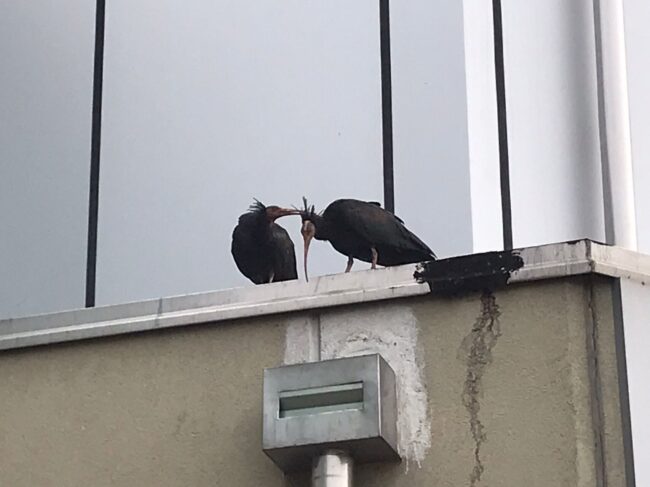 Tre ibis eremita avvistati all’aeroporto di Caselle: fanno parte di un progetto di reintroduzione in Europa