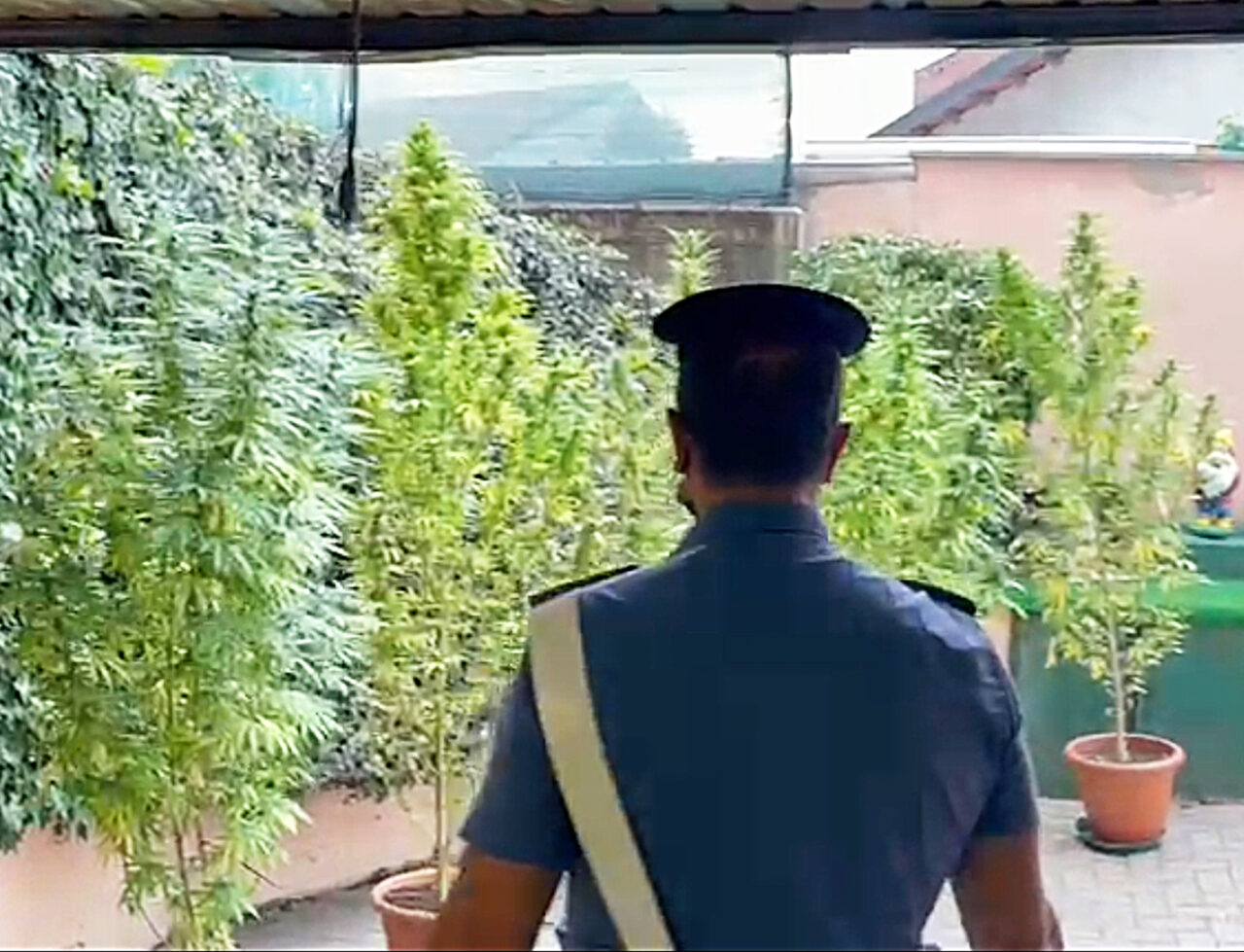 La droga e i Sette Nani così nascondeva la piantagione