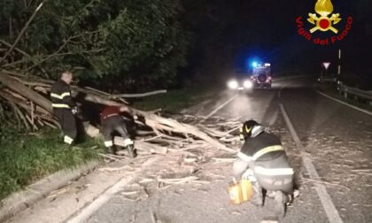 Albero abbattuto sulla carreggiata, intervento dei Vigili del fuoco