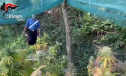 Piantagioni di marijuana in Canavese