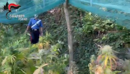 Piantagioni di marijuana in Canavese