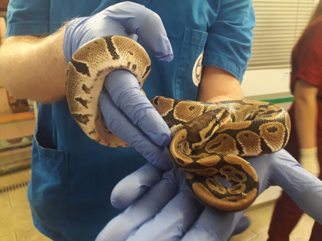 Un pitone reale in giardino… ritrovamento a Lanzo