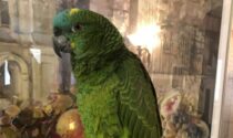 Smarrito pappagallo amazzone a Strambino