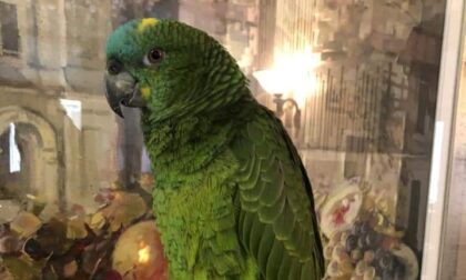 Trovato morto il pappagallo amazzone smarrito a Strambino
