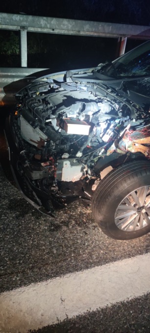 Scontro contro un capriolo nella notte