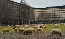 Scene bucoliche al Palazzo Uffici ex Olivetti di Ivrea