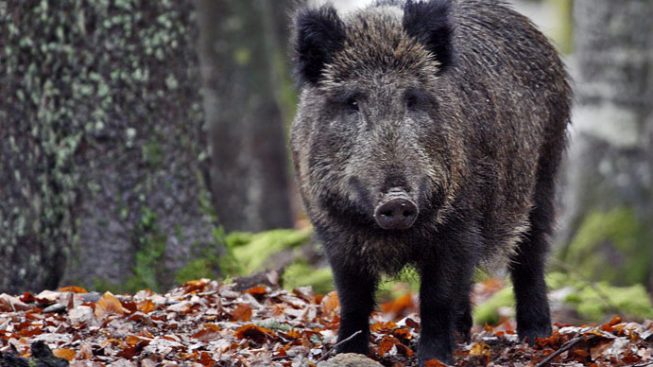 Parco della Mandria, incontro tra Coldiretti e istituzioni: “Tagliare i confini del parco indebolisce il controllo dei cinghiali”