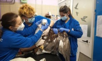 Aquila Reale intossicata a Traversella, è in prognosi riservata