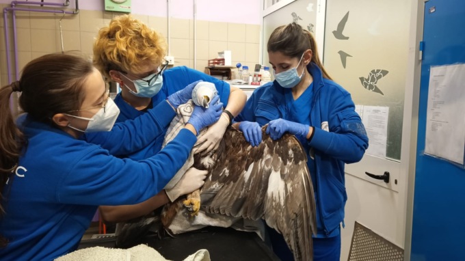 Aquila Reale intossicata a Traversella, è in prognosi riservata