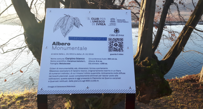 Carpino Bianco una targa per celebrare l’albero monumentale di Ivrea