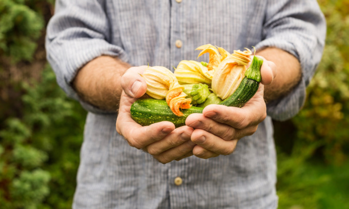 Facciamo l’orto in casa: da questa settimana in regalo le zucchine