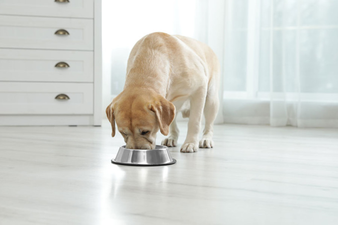 I cibi da evitare nell’alimentazione di Fido