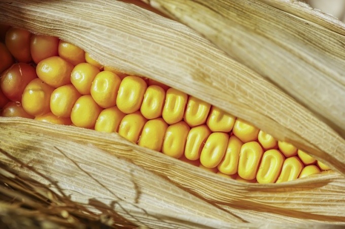 I primi effetti Guerra in Ucraina sull’economia: rincari in Italia di mais e grano