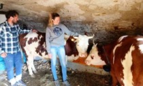 La montagna torna a vivere, Loris e Alessia hanno avviato una nuova Azienda Agricola a Ronco