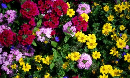 In regalo con Il Canavese e il Giornale di Ivrea i semi di coloratissimi Fiori d'estate