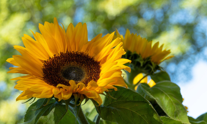 In regalo con Il Canavese e il Giornale di Ivrea i semi di girasole