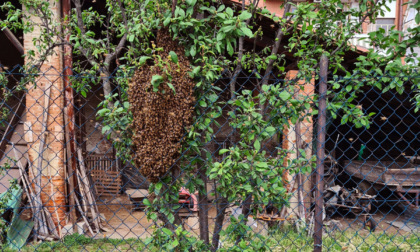 Sciame d'api sulla recinzione di un'abitazione a Volpiano, api salve e sicurezza ripristinata