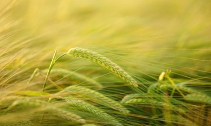 Coldiretti: con il piano dell'Ue sbloccati 30 milioni di chili di grano per l'Italia