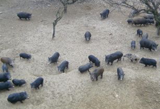 A Rivarossa è polemica sugli spari anti-cinghiale