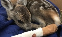 Si fanno un selfie col cucciolo di cervo morente e se ne vanno senza aiutarlo