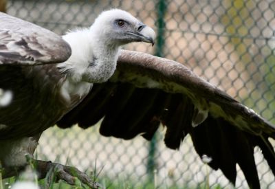 La falconeria è un’arte medievale ormai superata? No! Viene utilizzata in aeroporto