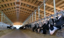 L'allarme degli allevatori: «Il tema non è più il “prezzo” ma se il consumatore troverà latte o carne da acquistare»